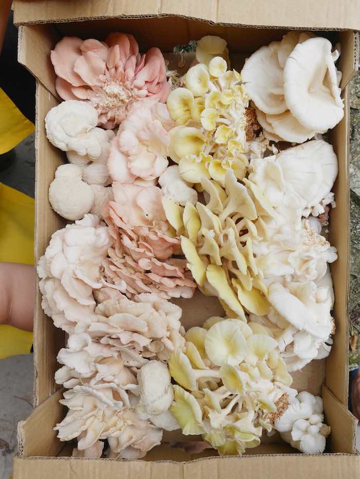 MushRoom installation