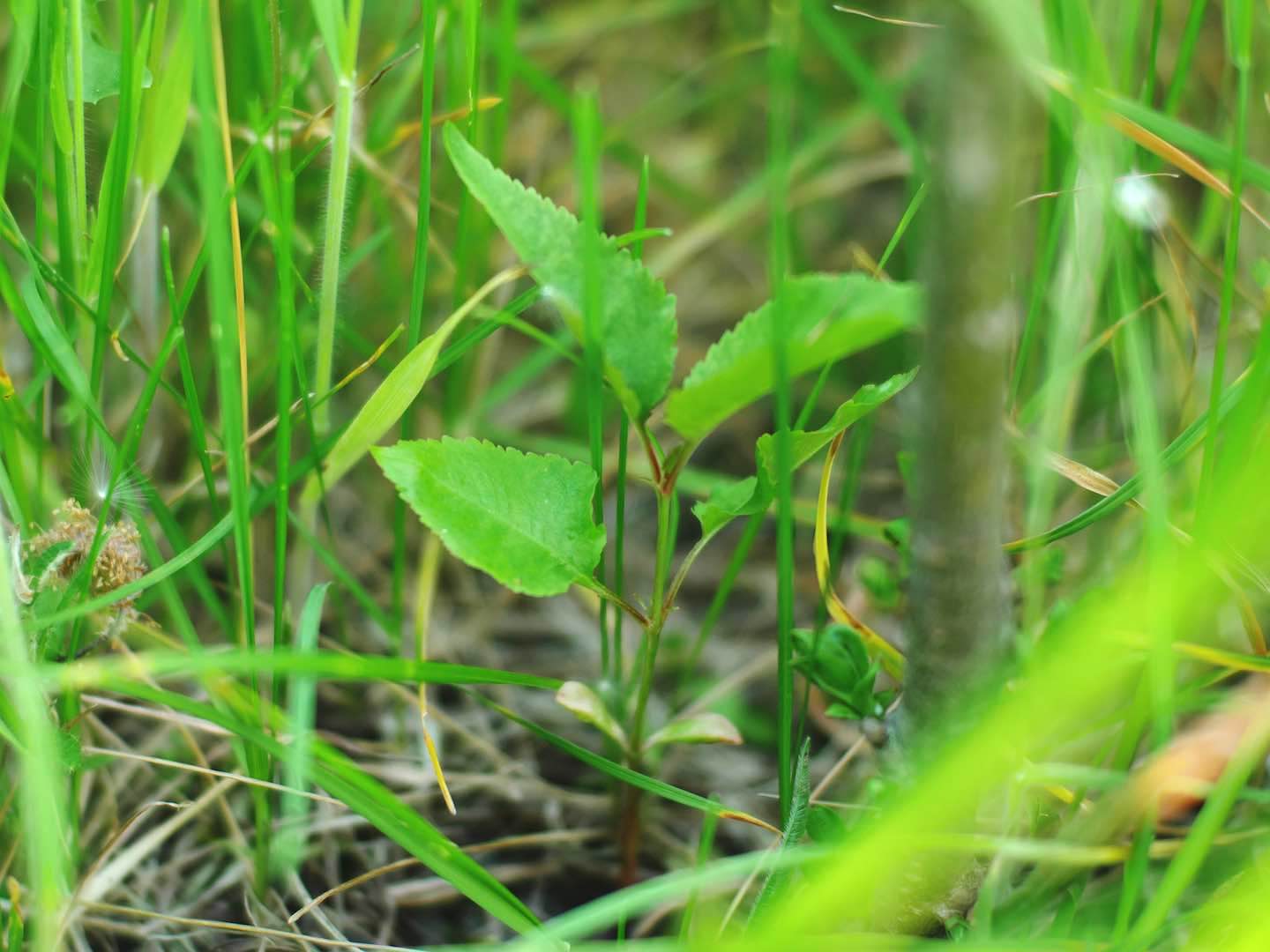 Plum seedling