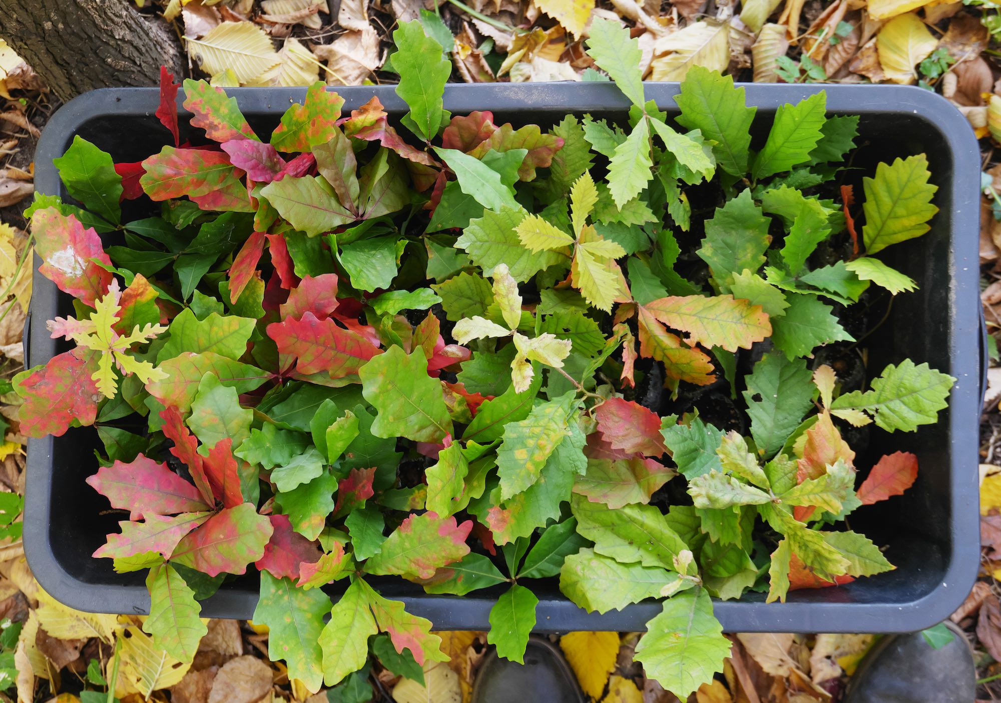 Shadow Tree Nursery