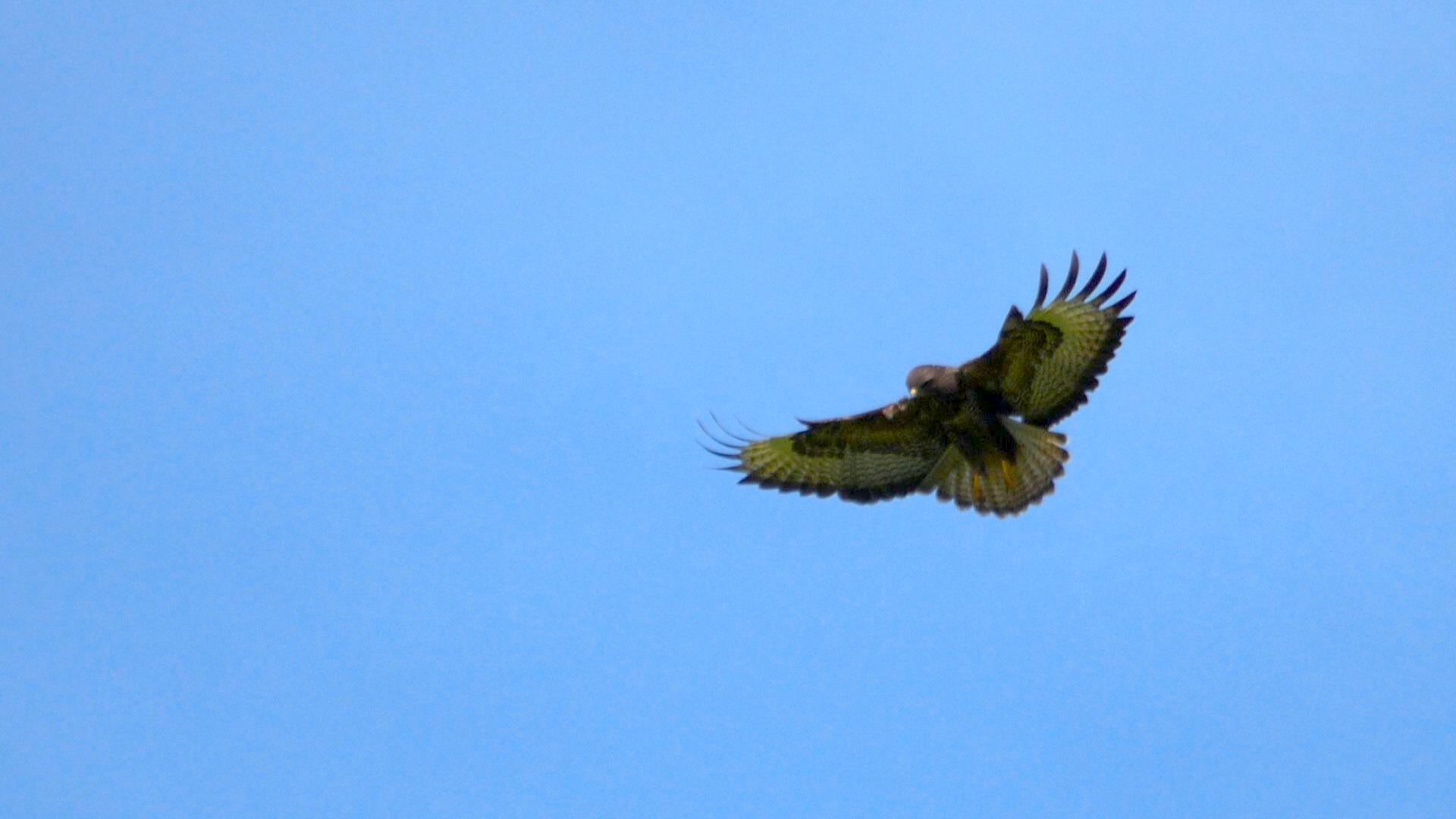 Buteo buteo