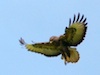 Buteo